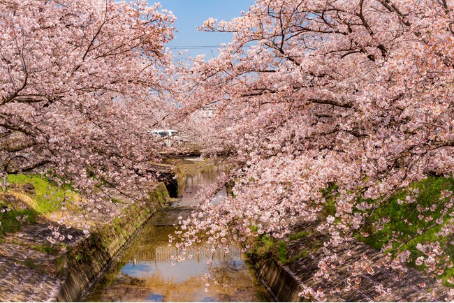 大和高田市：高田千本桜