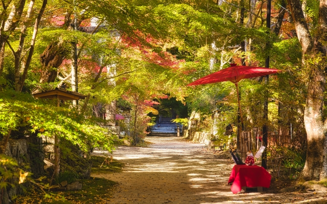 国宝長寿寺約100本の紅葉アーチ