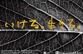 草月創流100周年を前に、一人ひとりの“いける” を見つめる、「第107回草月いけばな展『いける。生きる。』」が日本橋髙島屋S.C. にて開催