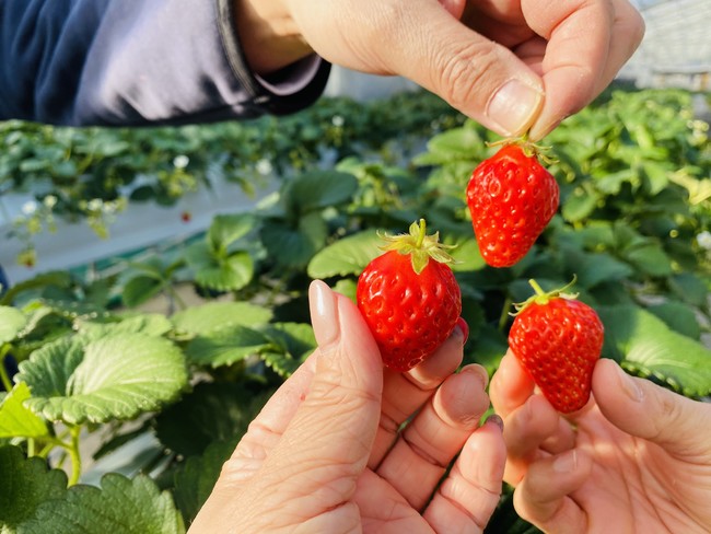 真っ赤！完熟です！食べるのはもちろん、見ているだけでもワクワク♪