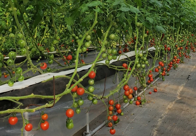 徳田農園　トマト