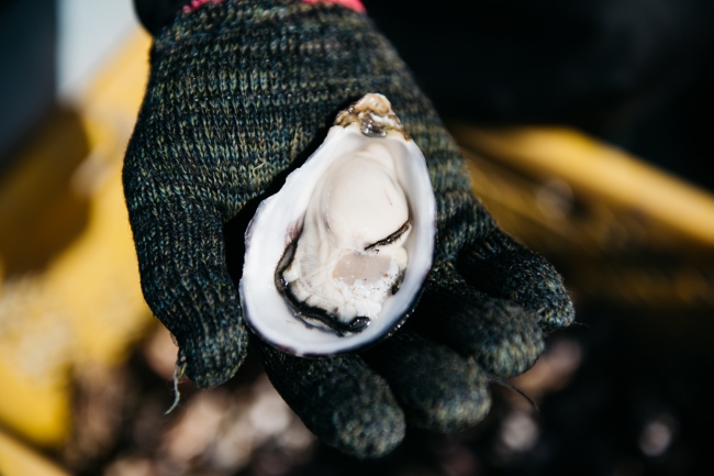 中津の漁師が丁寧に育てた牡蠣