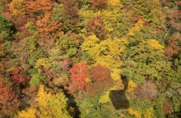 紅葉の絨毯を空中散歩 ※濃色部はロープウェイの影