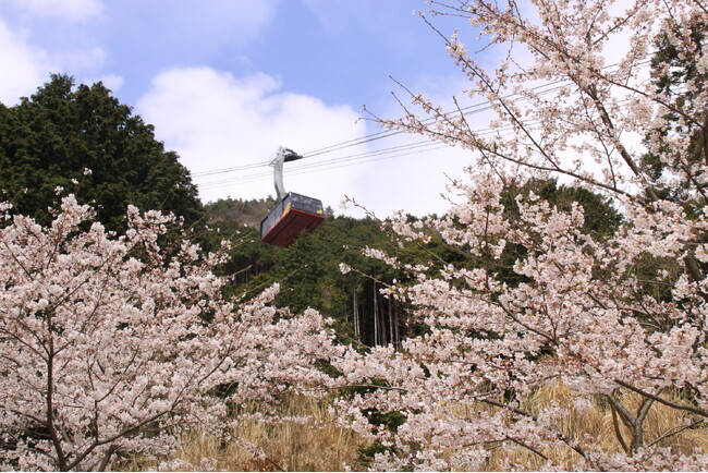 4/6(土)びわ湖バレイ2024年グリーンシーズン(春のびわ湖テラス)営業開始。残雪の山頂と山麓には新たな桜のスポット1,500メートルの桜並木。ようやくの春の訪れ。