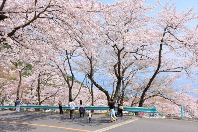 山の自然に抱かれ大きく育った桜のトンネルは雄大で感動的