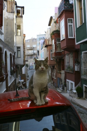 トルコ猫