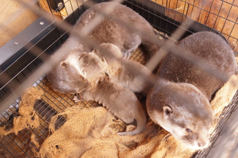 コツメカワウソの赤ちゃんが誕生！2020年春一般公開！