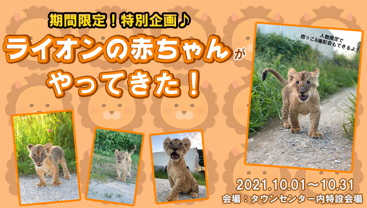 ライオンの赤ちゃんが那須ハイランドパークにやってくる 日本テーマパーク開発株式会社のプレスリリース