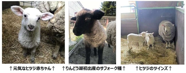 赤ちゃんヤギ＆赤ちゃんヒツジ” おなまえ大募集！｜PR TIMES｜下野新聞