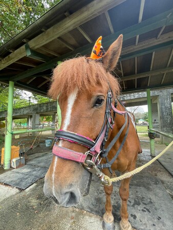 【ハロウィン装飾】乗馬