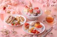 【キハチ 青山本店】“お花見”をイメージした新作アフタヌーンティーが登場!旬の苺と桜ジュレのブランマンジェなど、桜の味わいをちりばめた春スイーツを提案