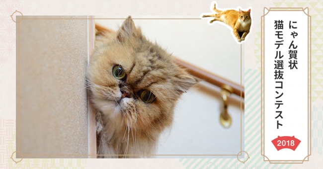 猫が主役の年賀状 にゃん賀状 と フェリシモ猫部 との猫コラボ年賀状が11月1日より販売スタート 株式会社グリーティングワークスのプレスリリース