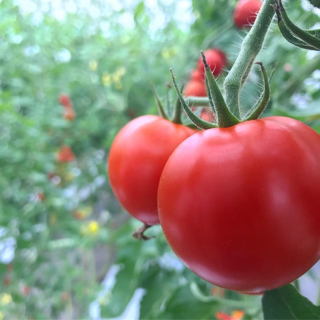 ブランド事業で生産されているトマト