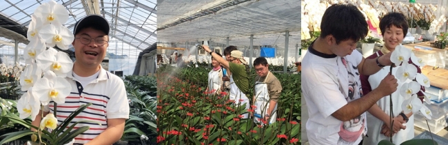 AlonAlonは胡蝶蘭栽培を通じて「障害者」の利益がしっかり確保できる社会基盤を創ります。