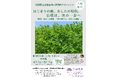 【三重県明和町】日本古来の麻文化を次代へ、3年目の深化。令和8年度「天津菅麻プロジェクト」の展開