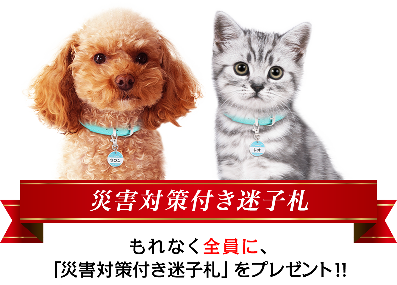 防災への取り組み 災害対策付き迷子札 を無料配布 ペット保険の Ps保険 ペットメディカルサポート株式会社のプレスリリース