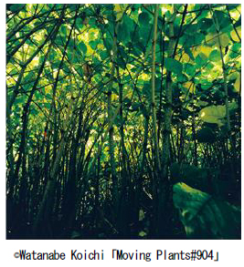 Moving Plants 渡邊 耕一展 開催のお知らせ 株式会社資生堂のプレスリリース