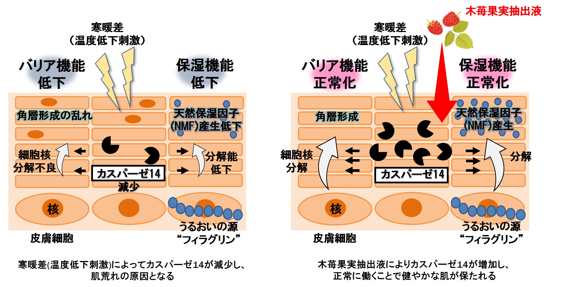 資生堂 寒暖差が直接的に肌荒れを引き起こすメカニズムを解明 木苺果実抽出液が健やかな肌に重要なカスパーゼ14を増加させることを発見 株式会社資生堂のプレスリリース