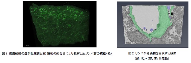 資生堂 リンパ管を立体的に捉える可視化技術を確立 リンパ管が老廃物を取り込む様子を観察することに成功 株式会社資生堂のプレスリリース