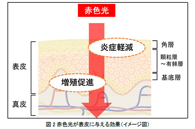 資生堂、赤色光に表皮細胞の増殖促進効果および炎症軽減効果を発見 ~環境と共生し、その恵みから美を生みだす技術~:マピオンニュース