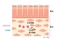 皮ふの免疫細胞が老化細胞を除去する新たなメカニズムを明らかに ~皮ふの免疫機能が老化を予防している可能性を発見、Cell誌へ掲載~