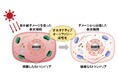 資生堂、東京科学大学との共同研究でオルタナティブオートファジーに新機能を発見 ~紫外線による肌の光老化を抑制する働きを解明、毛葉香茶菜(もうようこうちゃさい)エキスを開発~