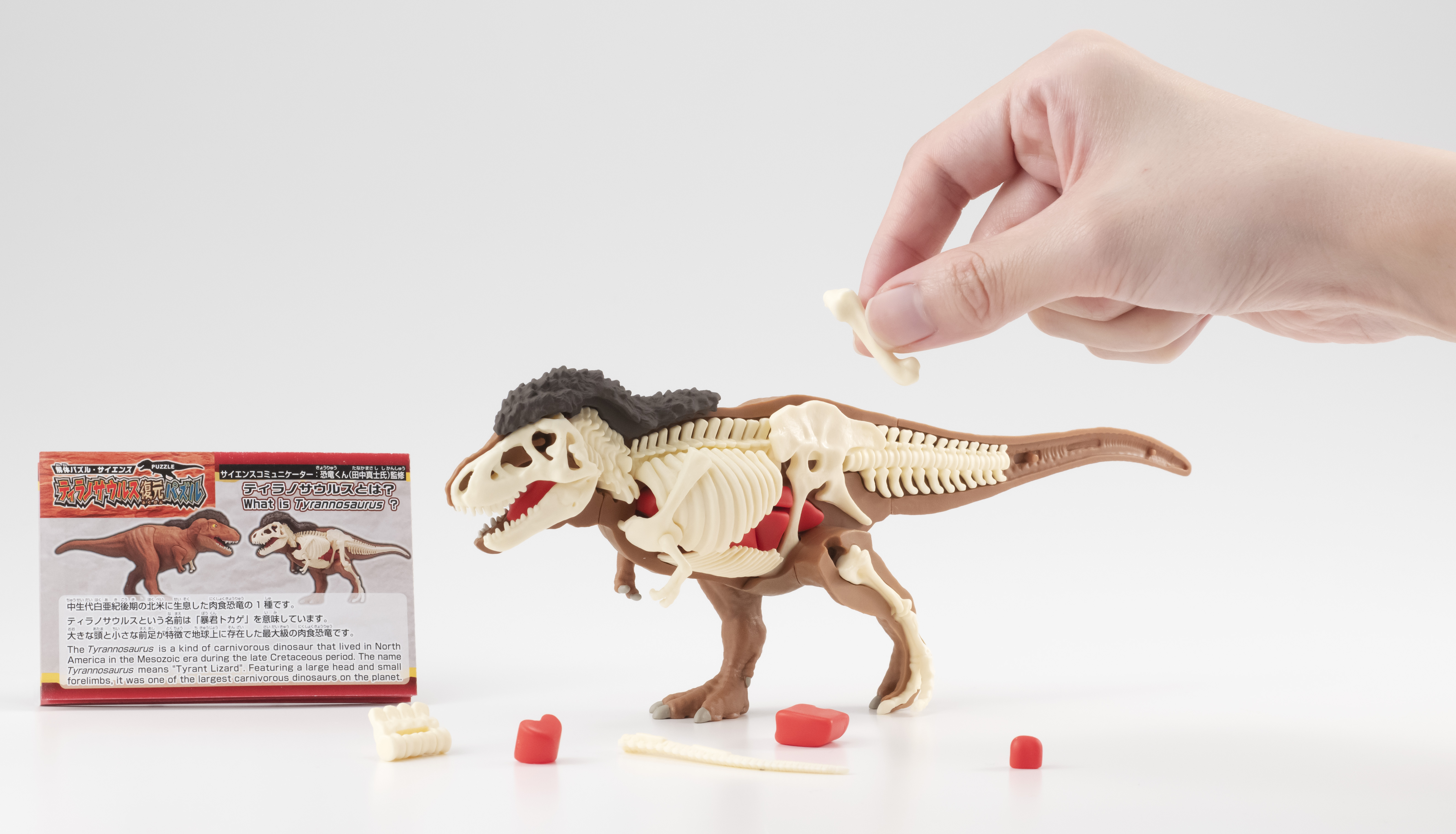 恐竜くん完全監修！ “骨”と“内臓”を組み立ててティラノサウルスを復元