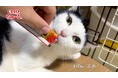 いなばペットフード 2025年春の「CIAOちゅ~る」新CM完成!全国の猫ちゃんたちが登場するパート2動画を公開