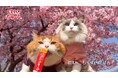 いなばペットフード 2025年春「CIAOちゅ~る」新CM動画パート4を公開!色とりどりのお花に囲まれた全国の猫ちゃんたちが登場