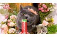 いなばペットフード 「CIAOちゅ~る」新CMパート5動画を公開 2025年春も全国の猫ちゃんたちが出演