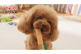 いなばペットフード 「ちゅ~るテリーヌ」新TVCMを本日よりオンエア!YouTubeにも動画をアップロード