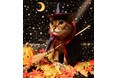 いなばペットフード 2025年11月カレンダー用 わんちゃん、猫ちゃんと「紅葉」のスナップ写真を募集!