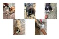 いなばペットフード ウクライナ犬猫シェルターに第4回目のフード支援を実施