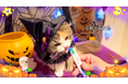 いなばペットフード 「ちゅ~る」ハロウィンTVCM動画、猫ちゃん第二弾を公開!