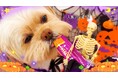 いなばペットフード お待たせしました、わんちゃん篇!いなば「Wanちゅ~る」ハロウィンTVCM動画 第一弾を公開!