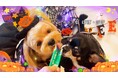 いなばペットフード 「Wanちゅ~る」ハロウィンTVCM動画、わんちゃん第二弾を公開!