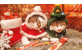 いなばペットフード　全国の猫ちゃんが登場！「ちゅ～る」クリスマスTVCM動画を公開