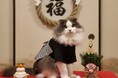 いなばペットフード　わんちゃん・猫ちゃんとの「節分」ショット2026年2月カレンダー写真を大募集！