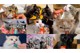 いなばペットフード　家族の猫ちゃんがTVに登場するかも！2026年版猫ちゃん用「ちゅ～る」CM動画を大募集！