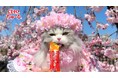いなばペットフード　全国の猫ちゃんが続々登場！2026年春の「CIAO ちゅ～る」新CM第1弾動画を公開！