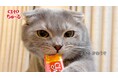 いなばペットフード　2026年春の「CIAO ちゅ～る」新CM第2弾！全国の猫ちゃんが出演する動画を公開
