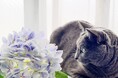 いなばペットフード　わんちゃん・猫ちゃんとの「梅雨の一コマ」 2026年6月カレンダー画像を公開中！
