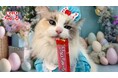 いなばペットフード　2026年春「CIAO ちゅ～る」新CM動画の第4弾を公開！全国の猫ちゃんが登場