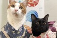 いなばペットフード　わんちゃん・猫ちゃんとの「夏祭り」 2026年7月カレンダー画像を公開中！