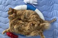 いなばペットフード　わんちゃん・猫ちゃんとの「海」ショット 2026年8月カレンダー画像を公開中！