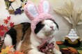 いなばペットフード　わんちゃん・猫ちゃんとの「お月見」 2026年9月カレンダー画像を公開中！