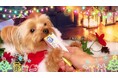 いなばペットフード　クリスマスTVCM出演のわんちゃん、猫ちゃん動画を大募集