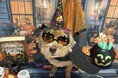 いなばペットフード　わんちゃん・猫ちゃんとの「ハロウィン」 2026年10月カレンダー画像を公開中！