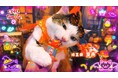 いなばペットフード　仮装姿の猫ちゃんたちが彩る「CIAOちゅ〜る」2026年ハロウィンTVCM第2弾を公開！