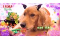 いなばペットフード　わんちゃんの笑顔あふれる特別なハロウィン！「Wanちゅ〜る」2026年ハロウィンTVCM第2弾を公開